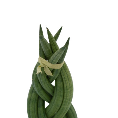 Vendita Pianta Sanseveria Braid Vaso 9cm-Piante Verdi|Vivaio Mondo Piante