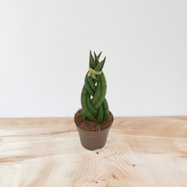 Vendita Pianta Sanseveria Braid Vaso 9cm-Piante Verdi|Vivaio Mondo Piante