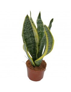 Pianta Sansevieria...