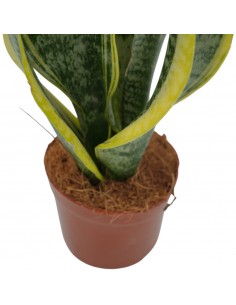 Pianta Sansevieria... 2