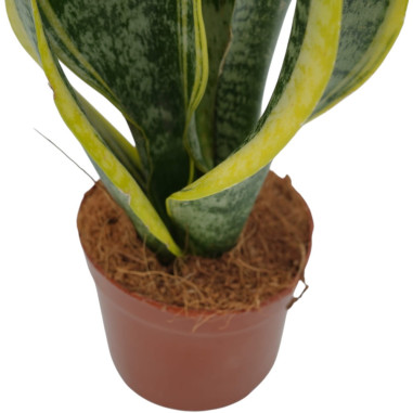 Vendita Sanseveria trif Laurentii Vaso 9-Piante Verdi|MondoPiante