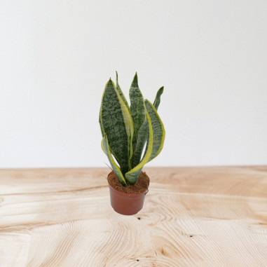 Sanseveria Plant Sale - Green Plants | Vivaio Mondo Piante
