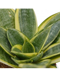 Pianta Sansevieria trif.... 2