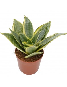 Pianta Sansevieria trif....