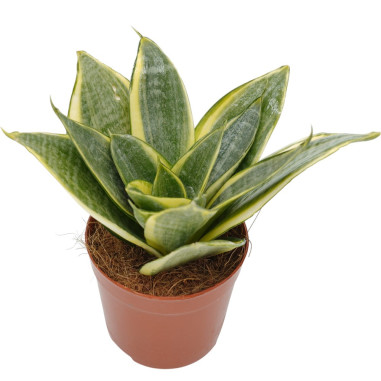 Vendita Pianta Sanseveria-Piante Verdi|Vivaio Mondo Piante