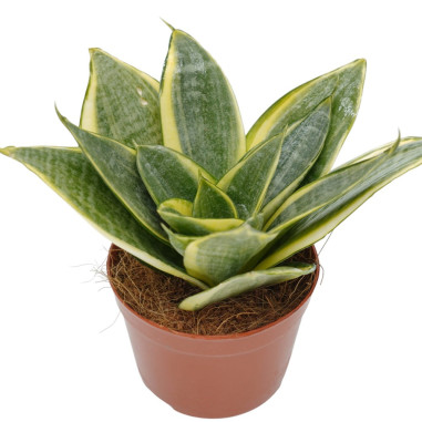 Vendita Pianta Sanseveria-Piante Verdi|Vivaio Mondo Piante