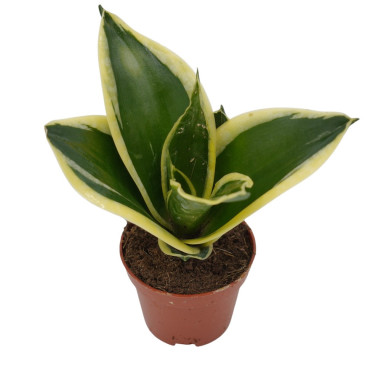 Sanseveria Plant Sale - Green Plants | Vivaio Mondo Piante