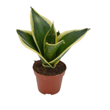 Sanseveria Plant Sale - Green Plants | Vivaio Mondo Piante