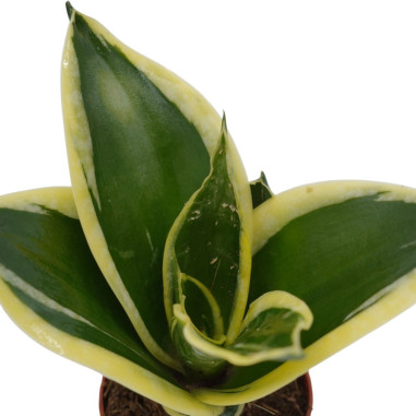 Vendita Pianta Sanseveria-Piante Verdi|Vivaio Mondo Piante