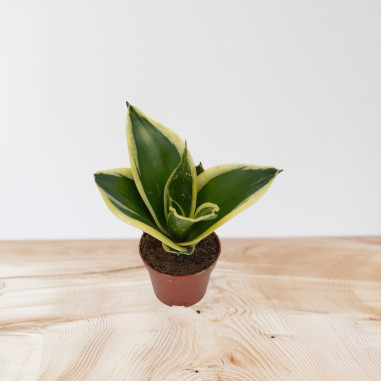 Vendita Pianta Sanseveria-Piante Verdi|Vivaio Mondo Piante
