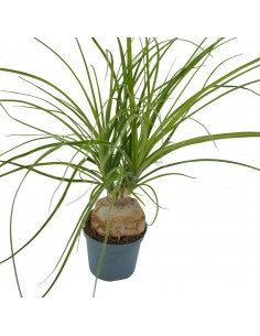 Pianta Beaucarnea Recurvata...