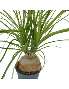 Pianta Beaucarnea Recurvata... 2