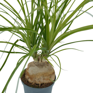 Vendita Pianta di Beaucarnea Recurvata - Piante Rare|Mondo Piante