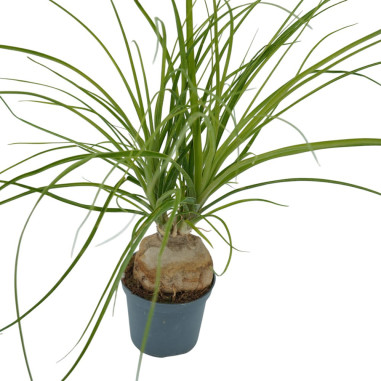 Vendita Pianta di Beaucarnea Recurvata - Piante Rare|Mondo Piante