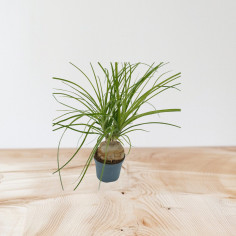 Vendita Pianta di Beaucarnea Recurvata - Piante Rare|Mondo Piante