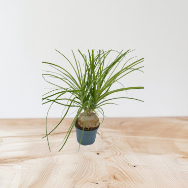 Vendita Pianta di Beaucarnea Recurvata - Piante Rare|Mondo Piante