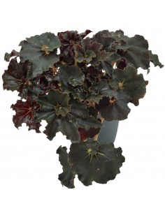 Pianta Begonia leaf Dark...