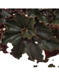 Pianta Begonia leaf Dark... 2