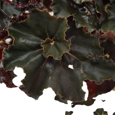 Vendita Pianta Begonia leaf Dark Mambo-Piante Verdi|Mondo Piante
