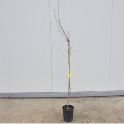 Albero di Melograno Dente...