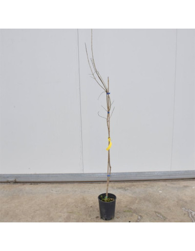 Albero di Melograno Dente di Cavallo Vaso 18cm | Mondo Piante
