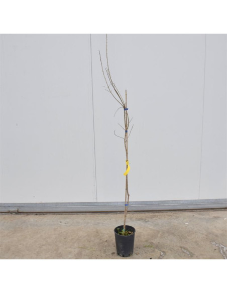 Albero di Melograno Dente di Cavallo Vaso 18cm | Mondo Piante