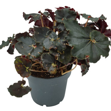 Vendita Pianta Begonia leaf Dark Mambo-Piante Verdi|Mondo Piante
