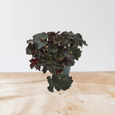 Vendita Pianta Begonia leaf Dark Mambo-Piante Verdi|Mondo Piante