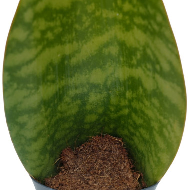 Vendita Sanseveria Masoniana Vaso 10.5cm-Piante Verdi|Mondo Piante
