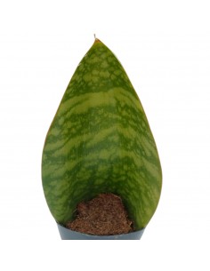 Pianta Sansevieria... 2