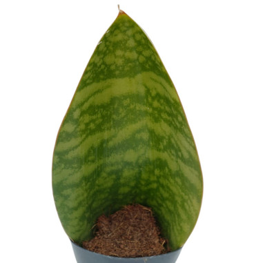 Vendita Sanseveria Masoniana Vaso 10.5cm-Piante Verdi|Mondo Piante