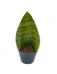 Pianta Sansevieria...