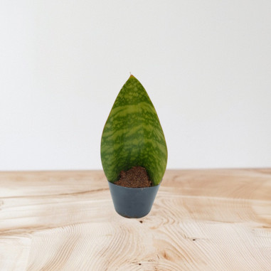 Vendita Sanseveria Masoniana Vaso 10.5cm-Piante Verdi|Mondo Piante