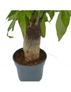 Pianta Pachira aquatica... 2