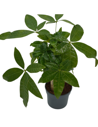 Vendita Pianta Pachira aquatica Trunk-Piante Verdi|Vivaio Mondo Piante