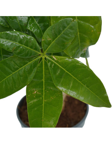 Vendita Pianta Pachira aquatica Trunk-Piante Verdi|Vivaio Mondo Piante