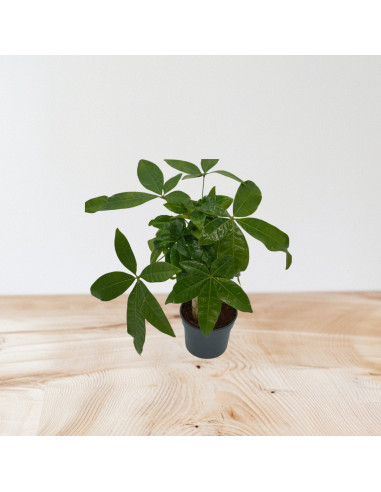 Vendita Pianta Pachira aquatica Trunk-Piante Verdi|Vivaio Mondo Piante