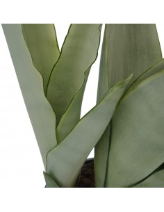 Pianta Sansevieria... 2