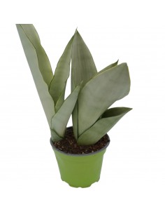 Pianta Sansevieria...