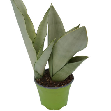 Vendita Pianta Sanseveria Moonshine-Piante Verdi|Vivaio Mondo Piante