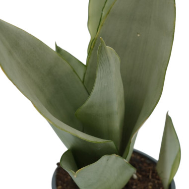 Vendita Pianta Sanseveria Moonshine-Piante Verdi|Vivaio Mondo Piante