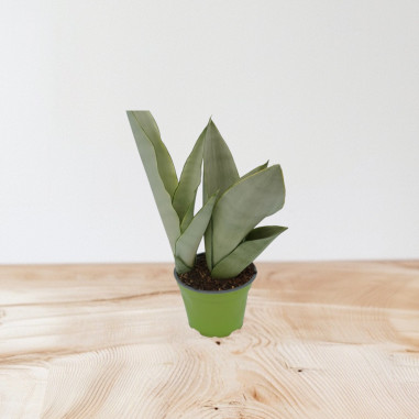 Vendita Pianta Sanseveria Moonshine-Piante Verdi|Vivaio Mondo Piante