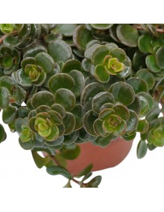Pianta Sedum makinoi... 2