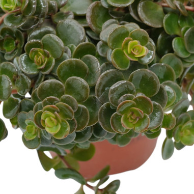 copy of Pianta Aeschynanthus marmoratus