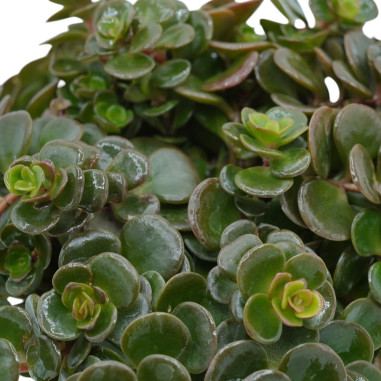 copy of Pianta Aeschynanthus marmoratus