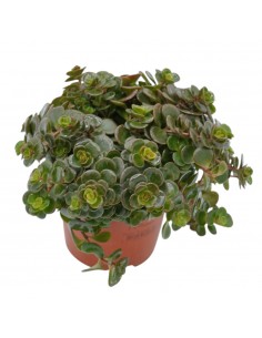 Pianta Sedum makinoi...