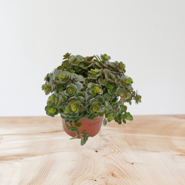 Vendita Pianta Sedum makinoi-Piante Verdi Online| Mondo Piante