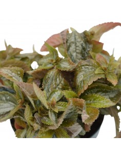 Pilea spruceana “Silver...