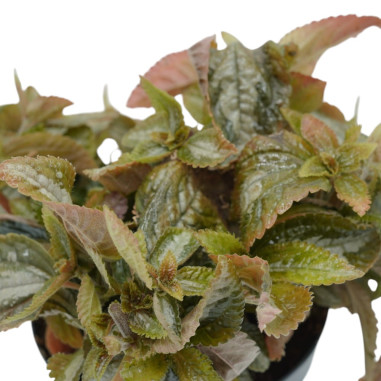 Vendita Pianta Pilea spruceana “Silver Tree”-Piante Verdi|Mondo Piante