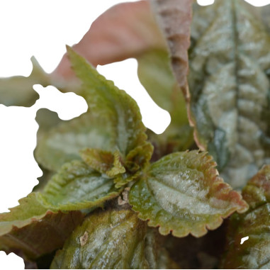 Vendita Pianta Pilea spruceana “Silver Tree”-Piante Verdi|Mondo Piante